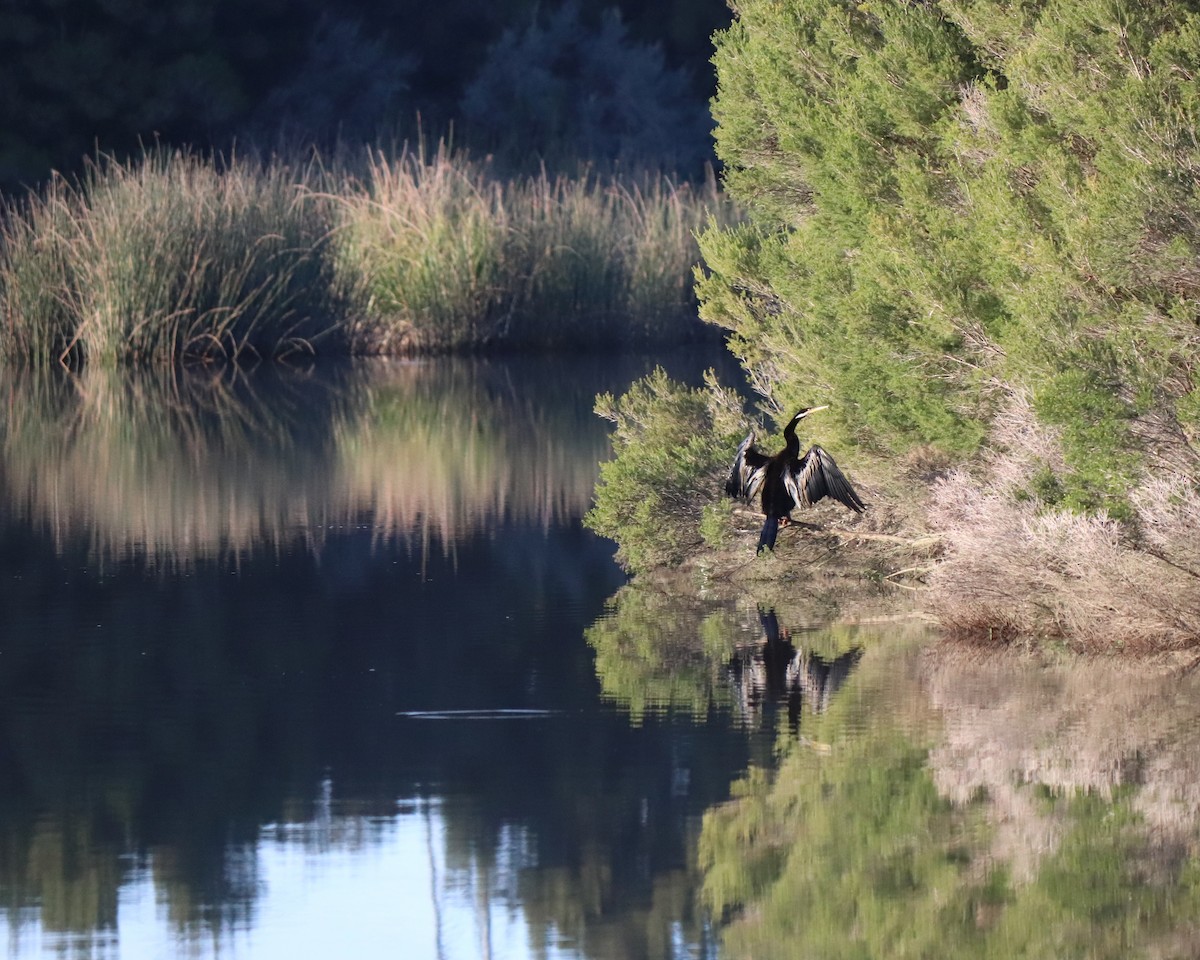 Australasian Darter - ML638512594
