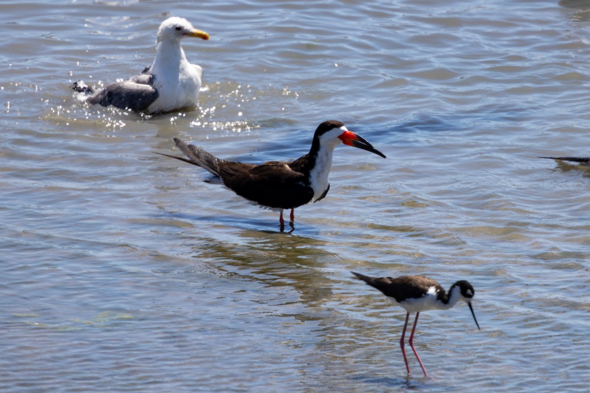 Black Skimmer - ML638512607