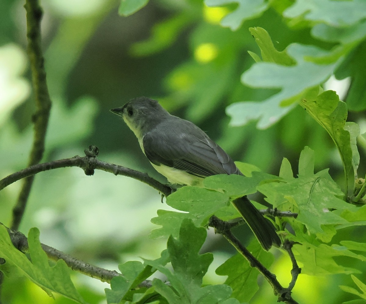 Tufted Titmouse - ML638512608