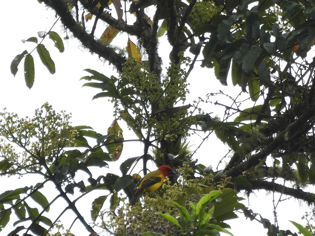 Red-hooded Tanager - ML638512696