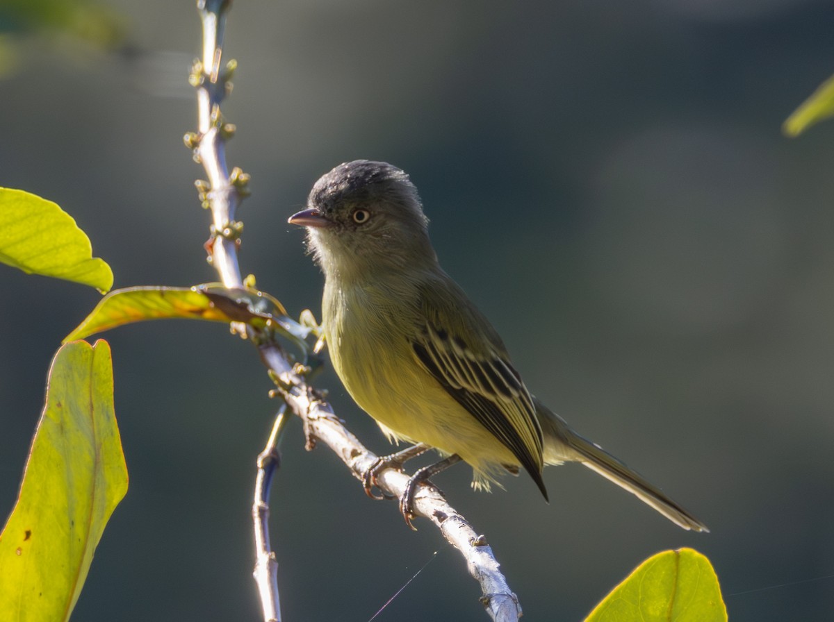 Red-billed Tyrannulet - ML638512706