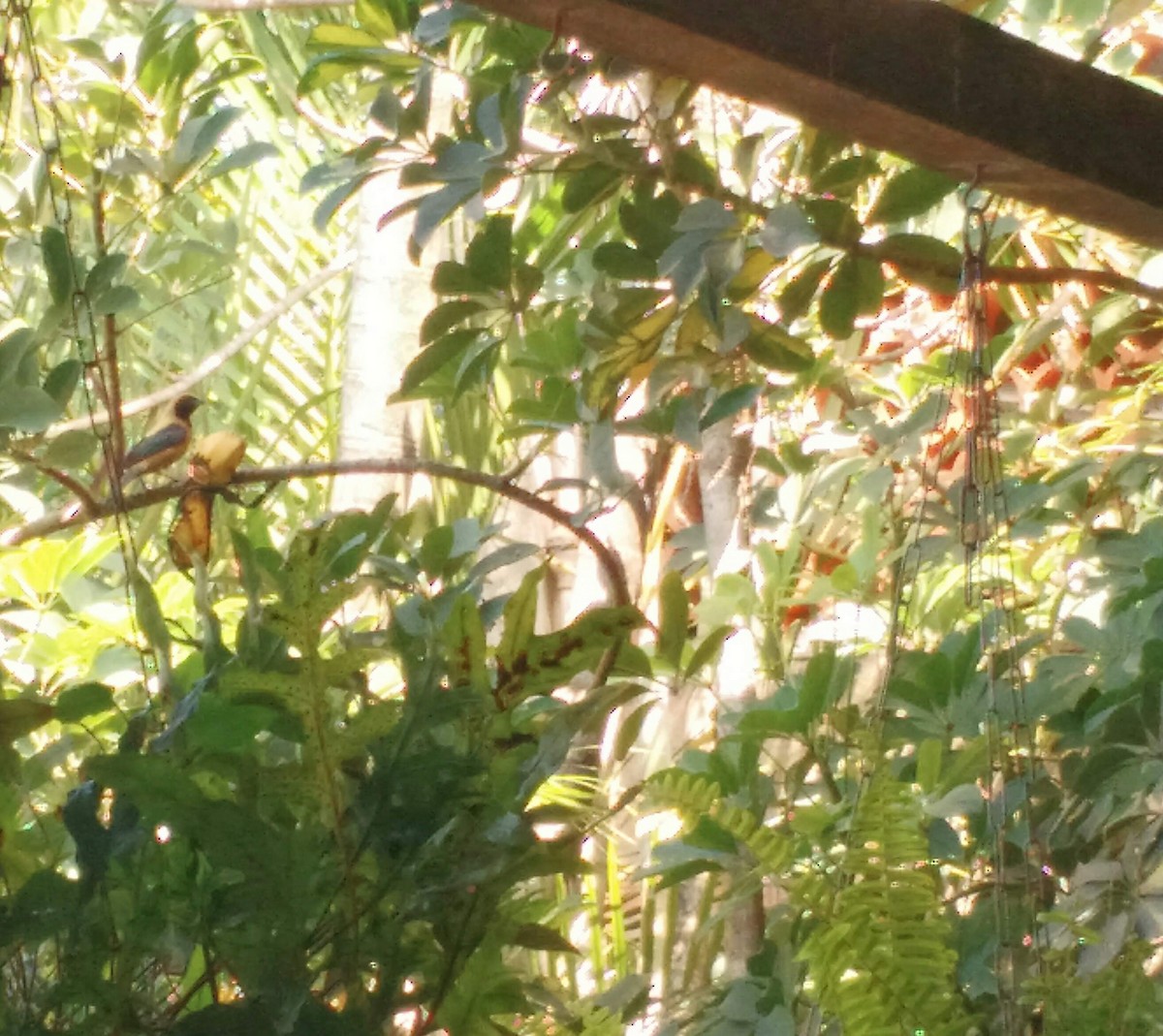 Burnished-buff Tanager - ML638512715