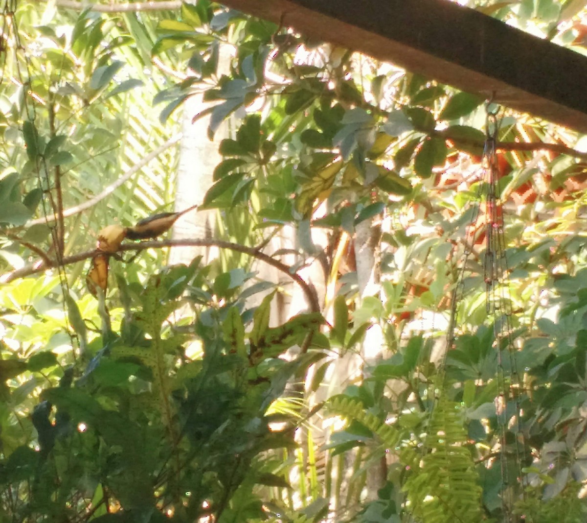 Burnished-buff Tanager - ML638512716