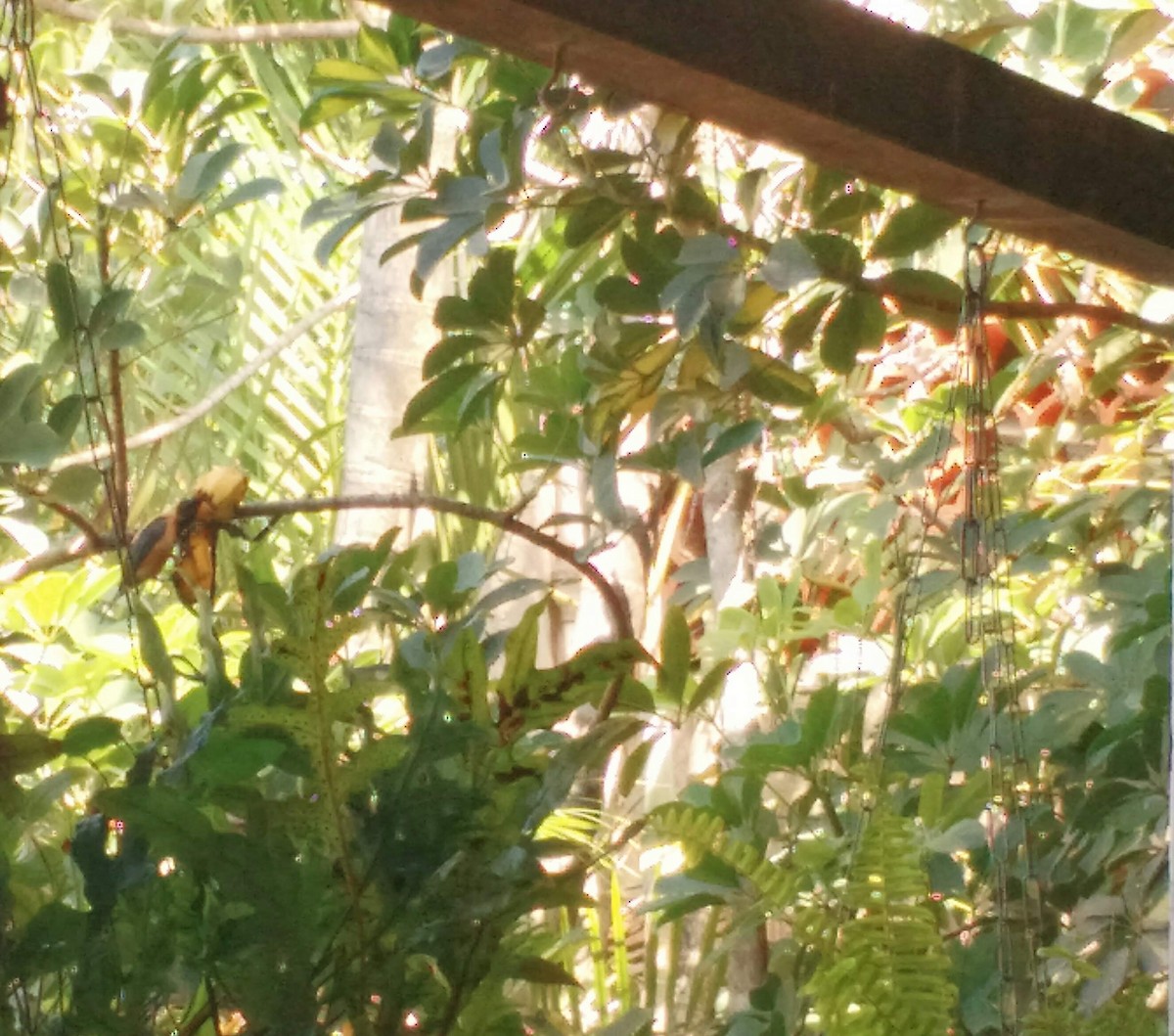 Burnished-buff Tanager - ML638512717