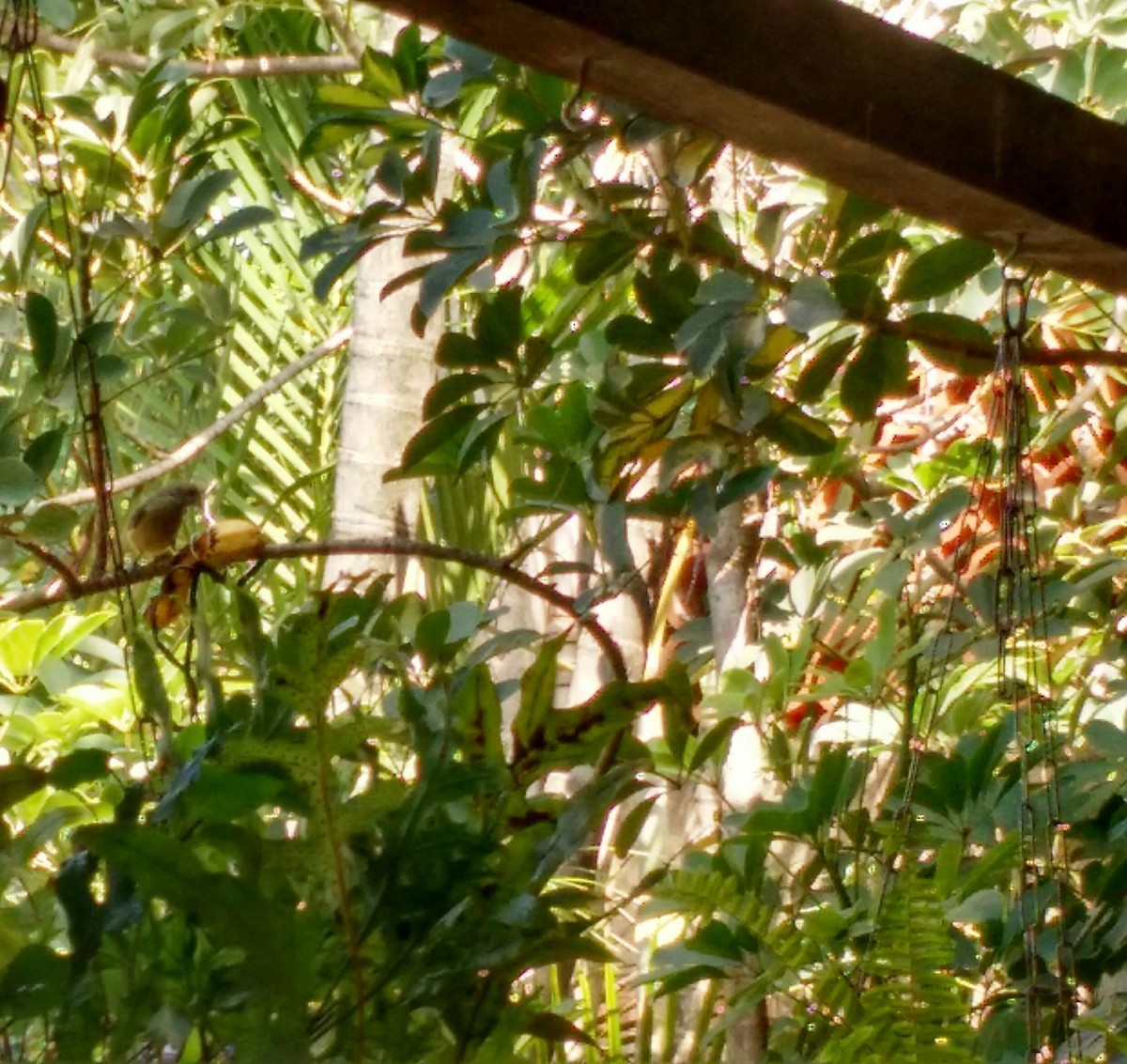 Burnished-buff Tanager - ML638512718