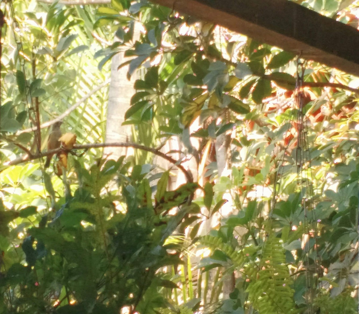 Burnished-buff Tanager - ML638512721