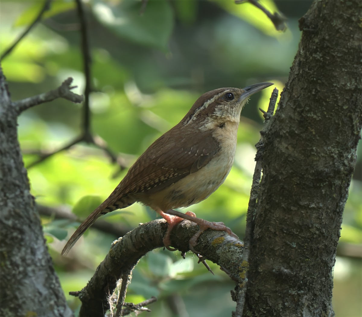 Carolina Wren - ML638512749