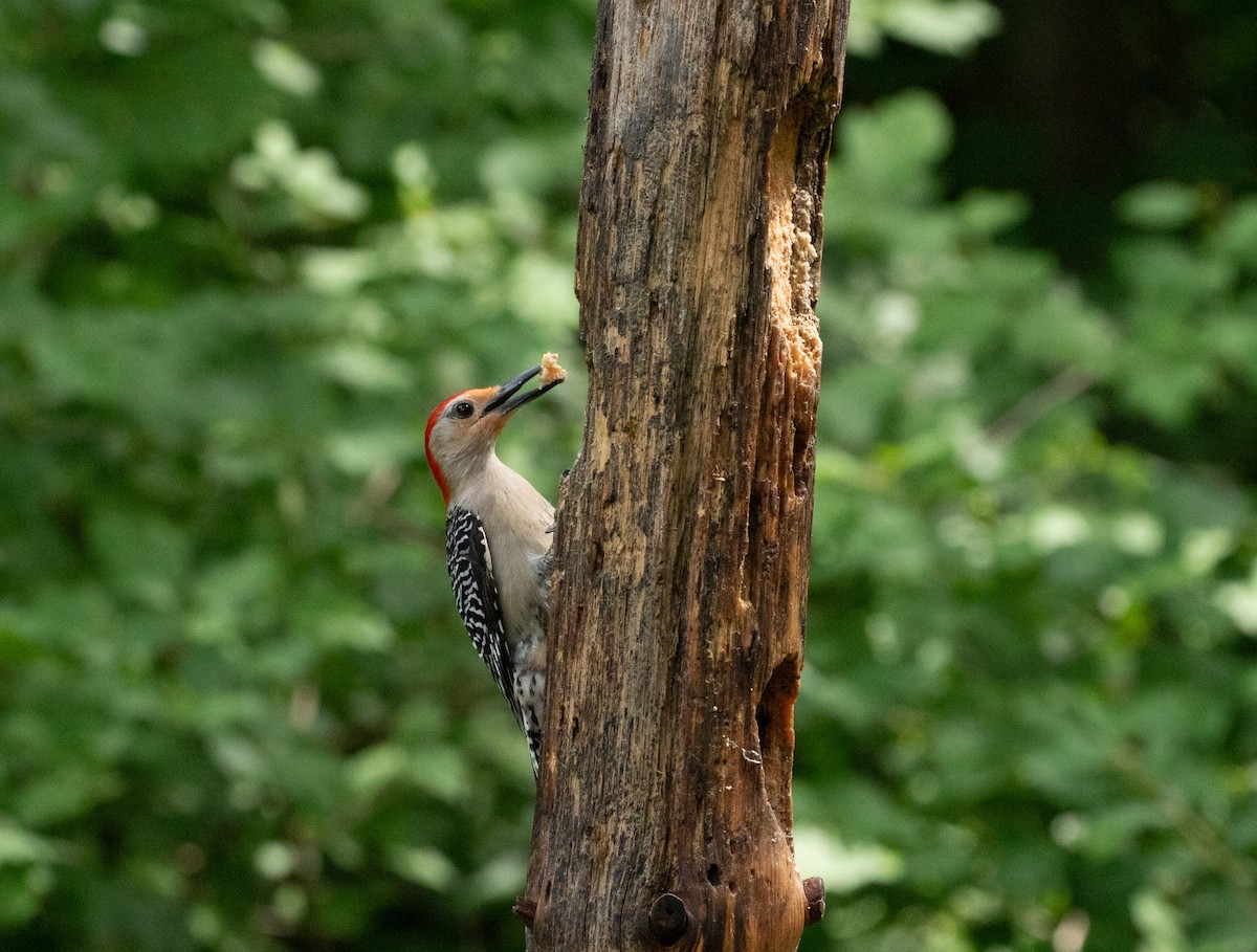 Red-bellied Woodpecker - ML638512756