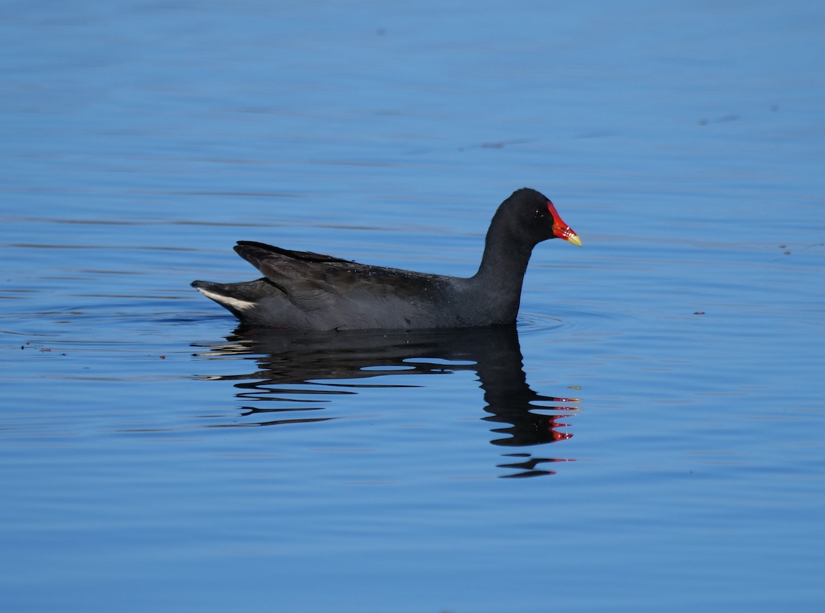 Dusky Moorhen - ML638512783