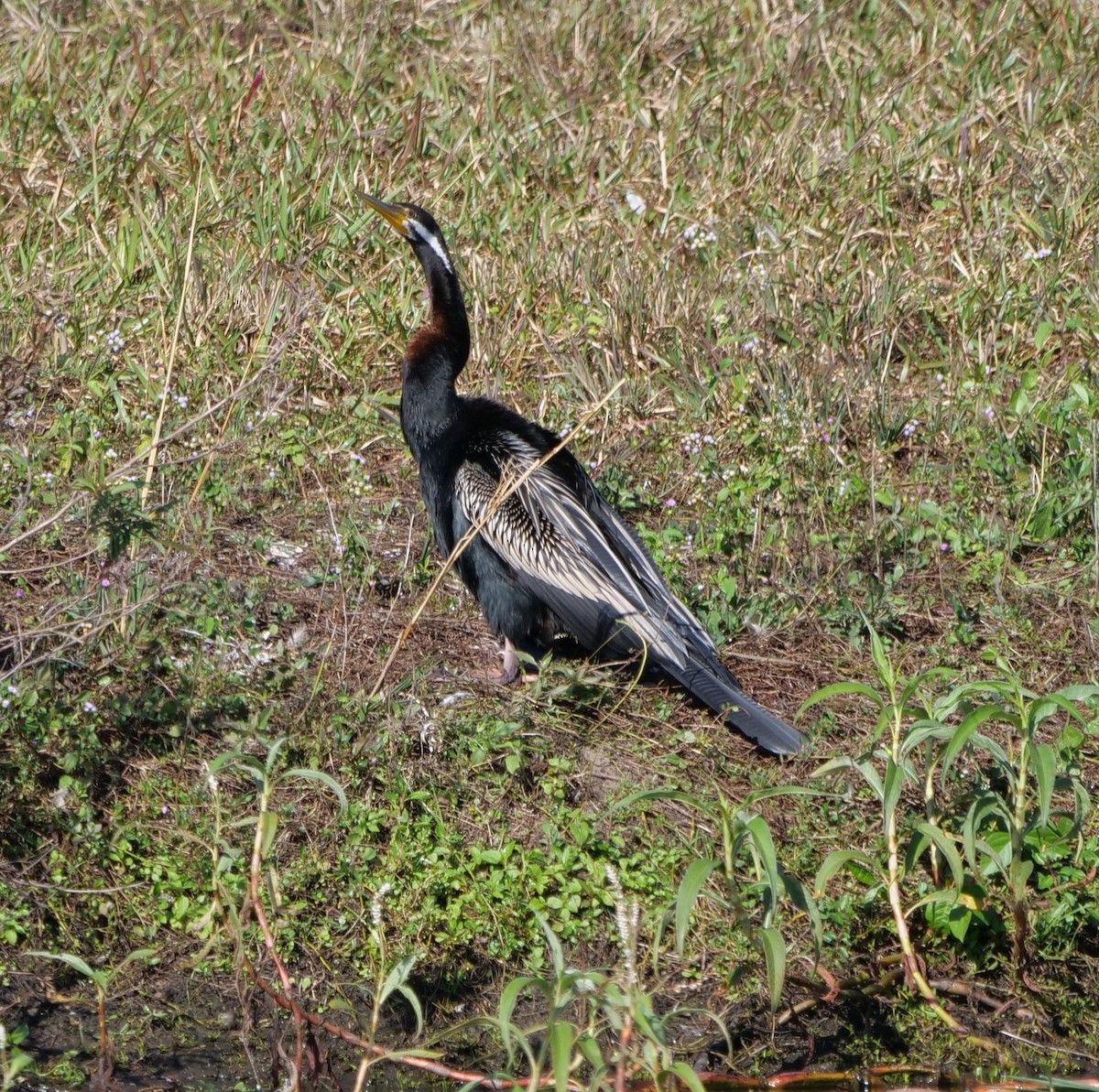 Australasian Darter - ML638512818