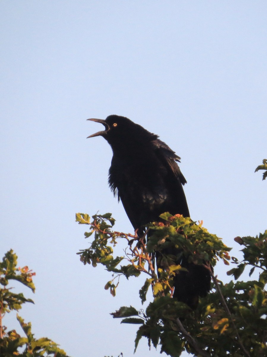 Great-tailed Grackle - ML638512825