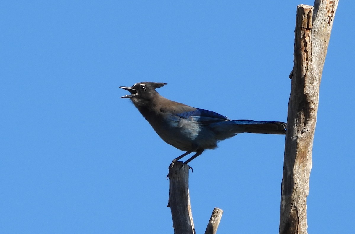 Steller's Jay - ML638512875