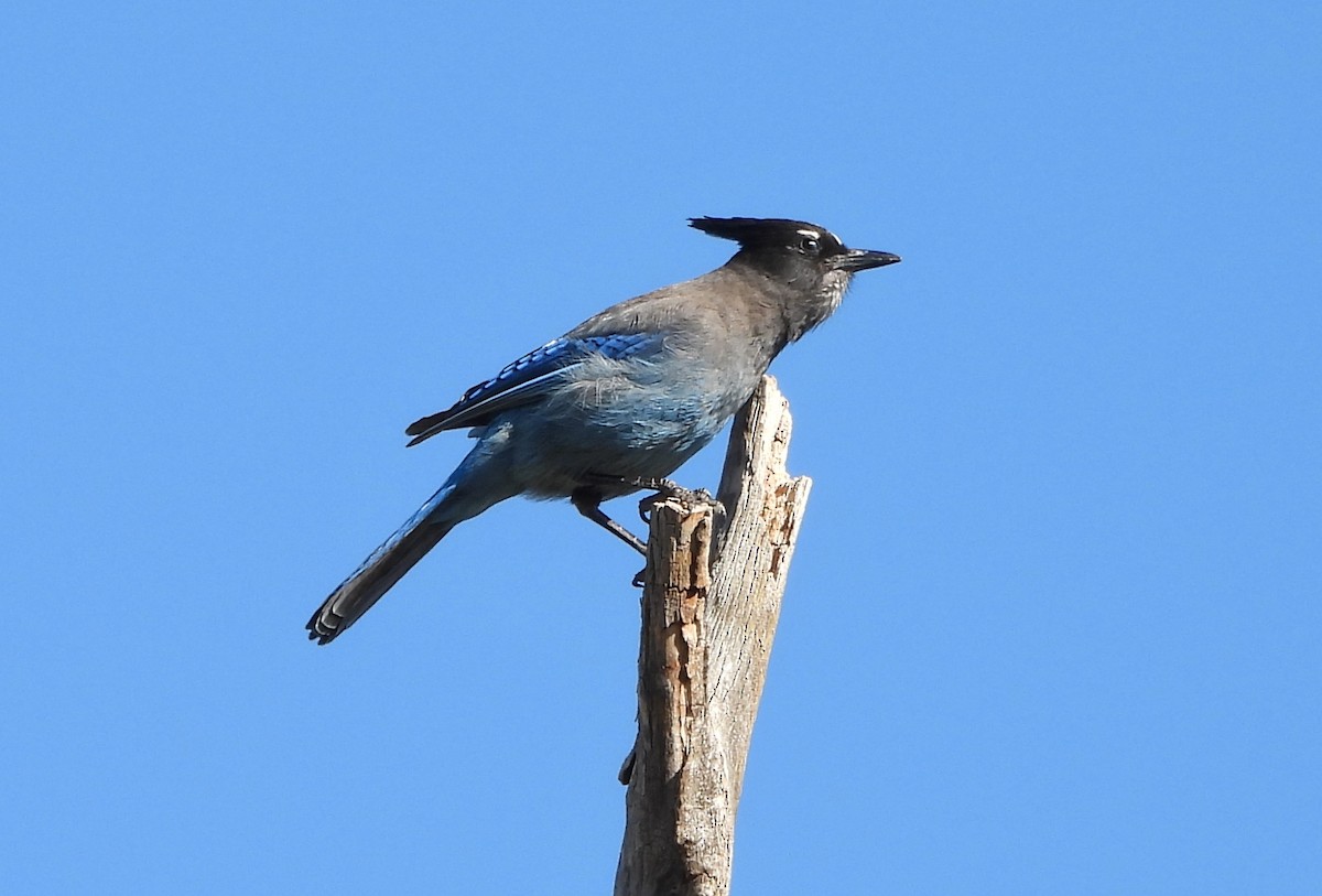Steller's Jay - ML638512876
