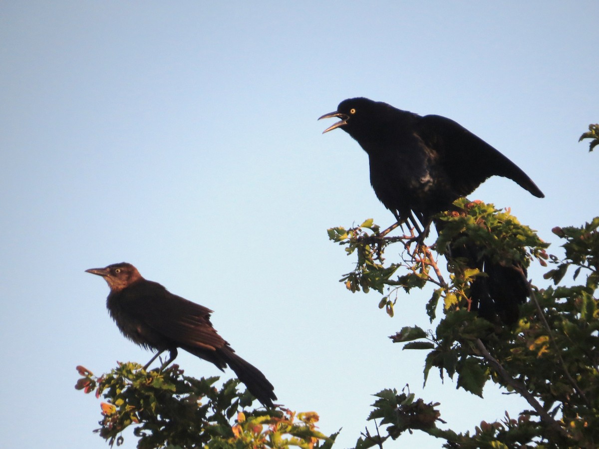 Great-tailed Grackle - ML638512879