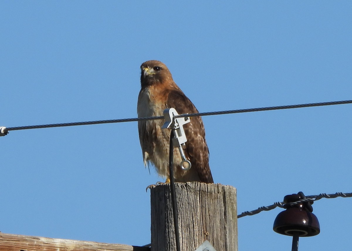 Red-tailed Hawk - ML638512889
