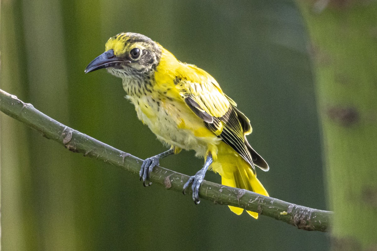 Black-hooded Oriole - ML638512930
