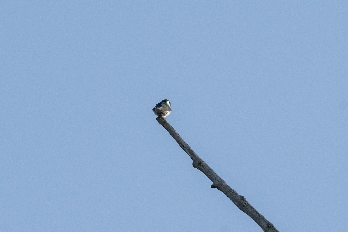 Violet-green Swallow - ML638512939
