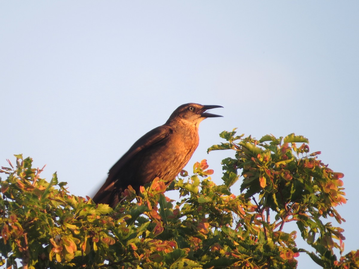 Great-tailed Grackle - ML638512941