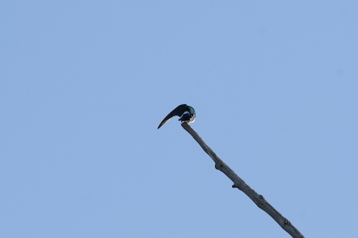 Violet-green Swallow - ML638512944