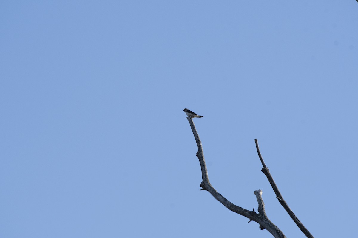 Violet-green Swallow - ML638512956