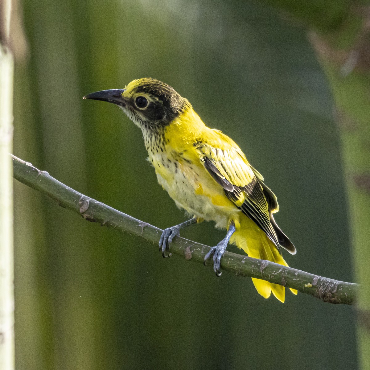 Black-hooded Oriole - ML638512959