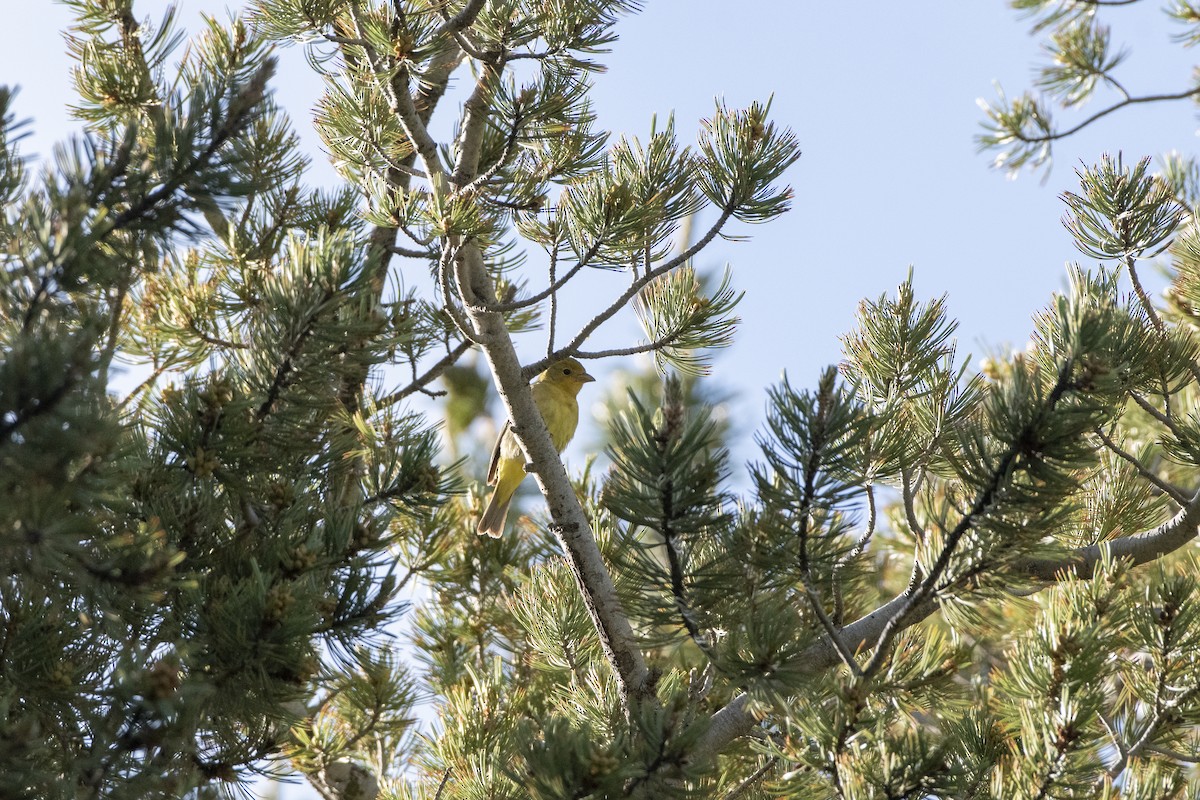 Western Tanager - ML638512960