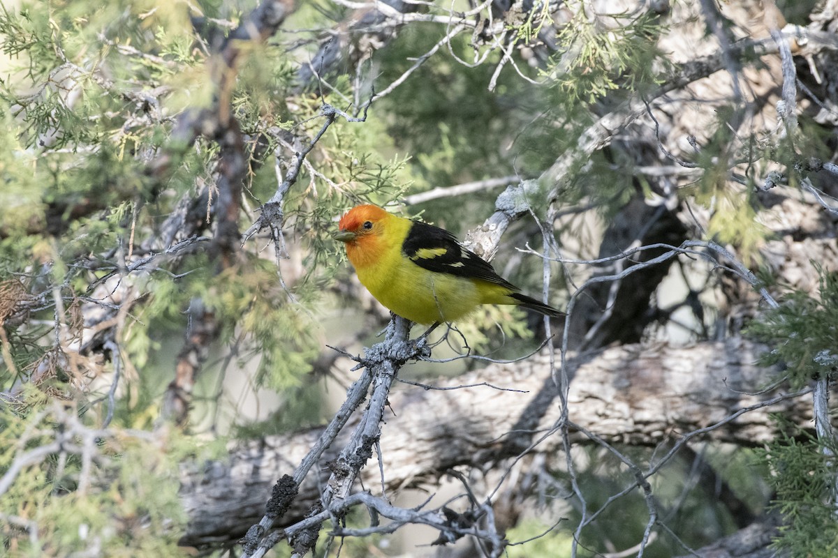 Lazuli Bunting - ML638512963