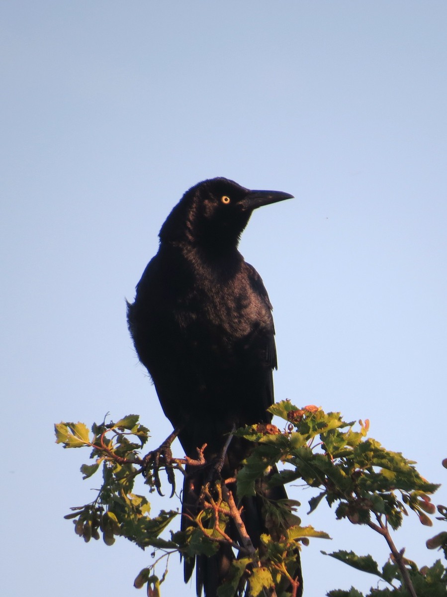 Great-tailed Grackle - ML638512969