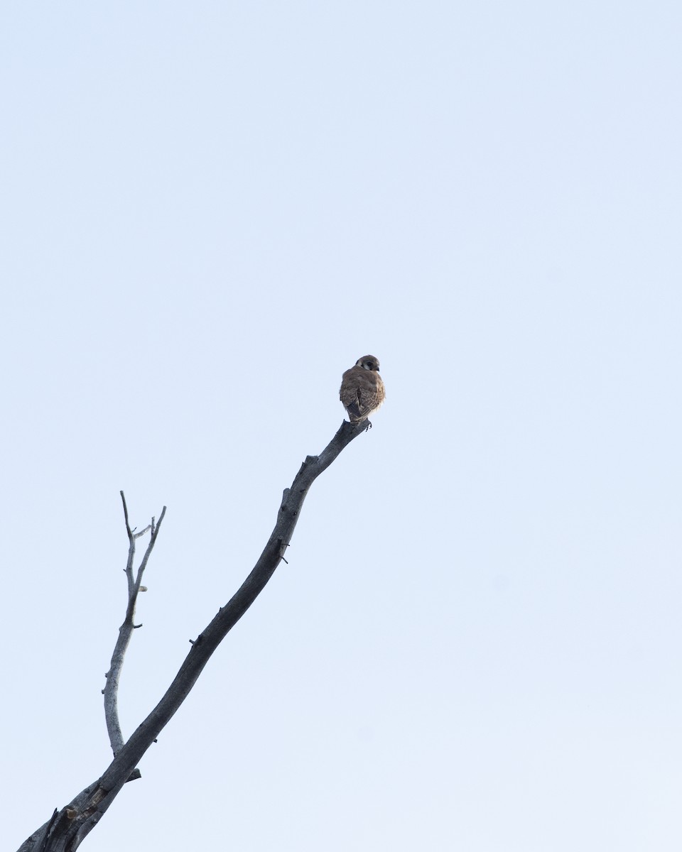 American Kestrel - ML638512988