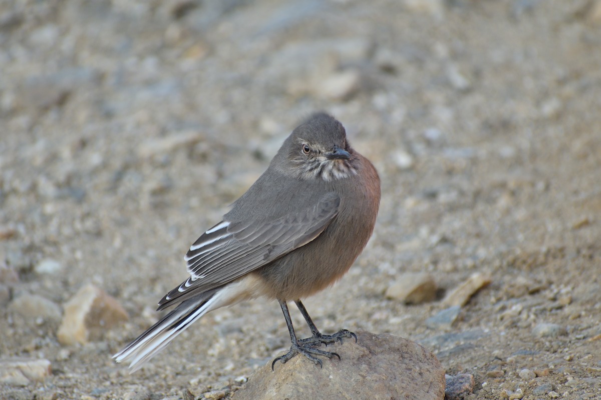 Black-billed Shrike-Tyrant - ML638513000
