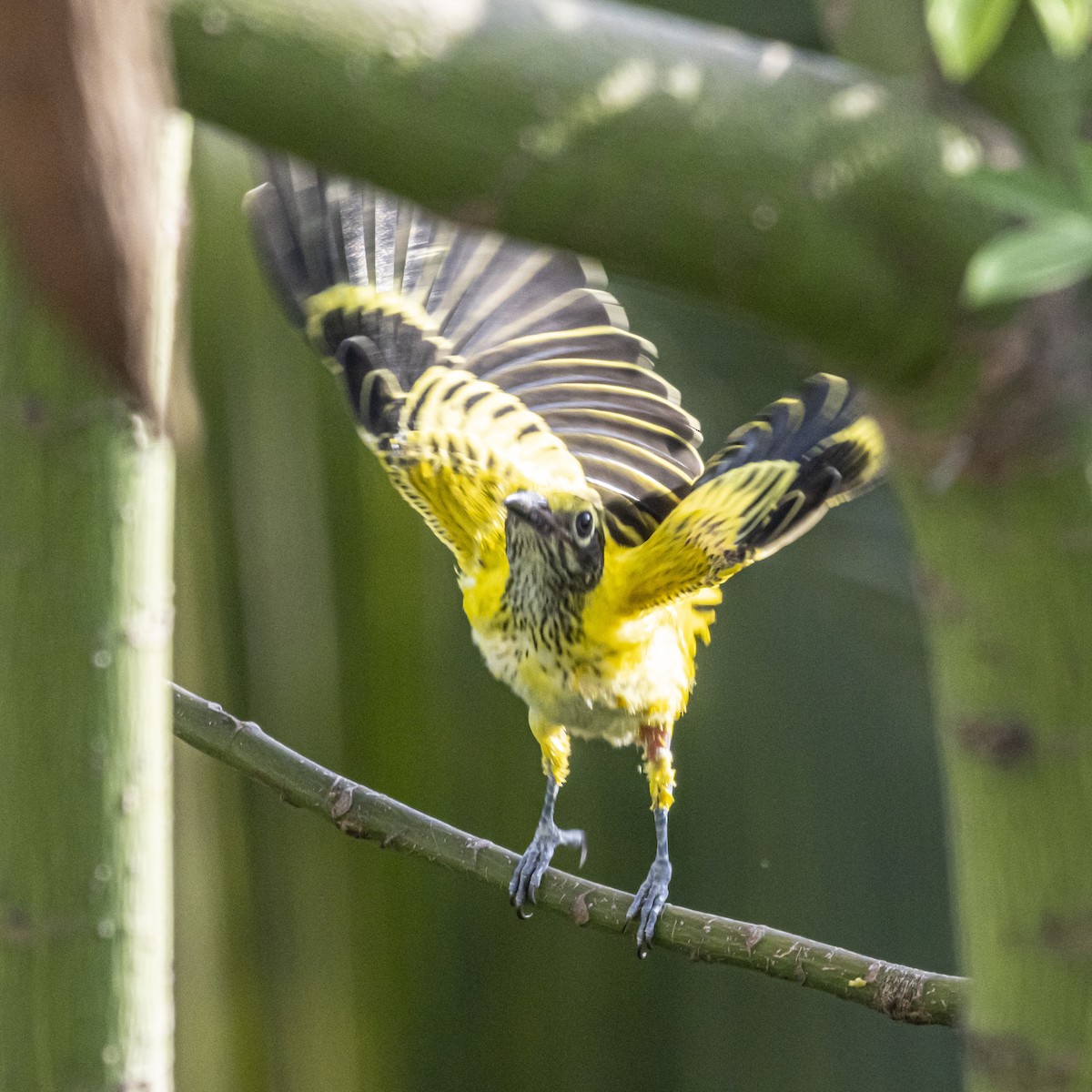 Black-hooded Oriole - ML638513017