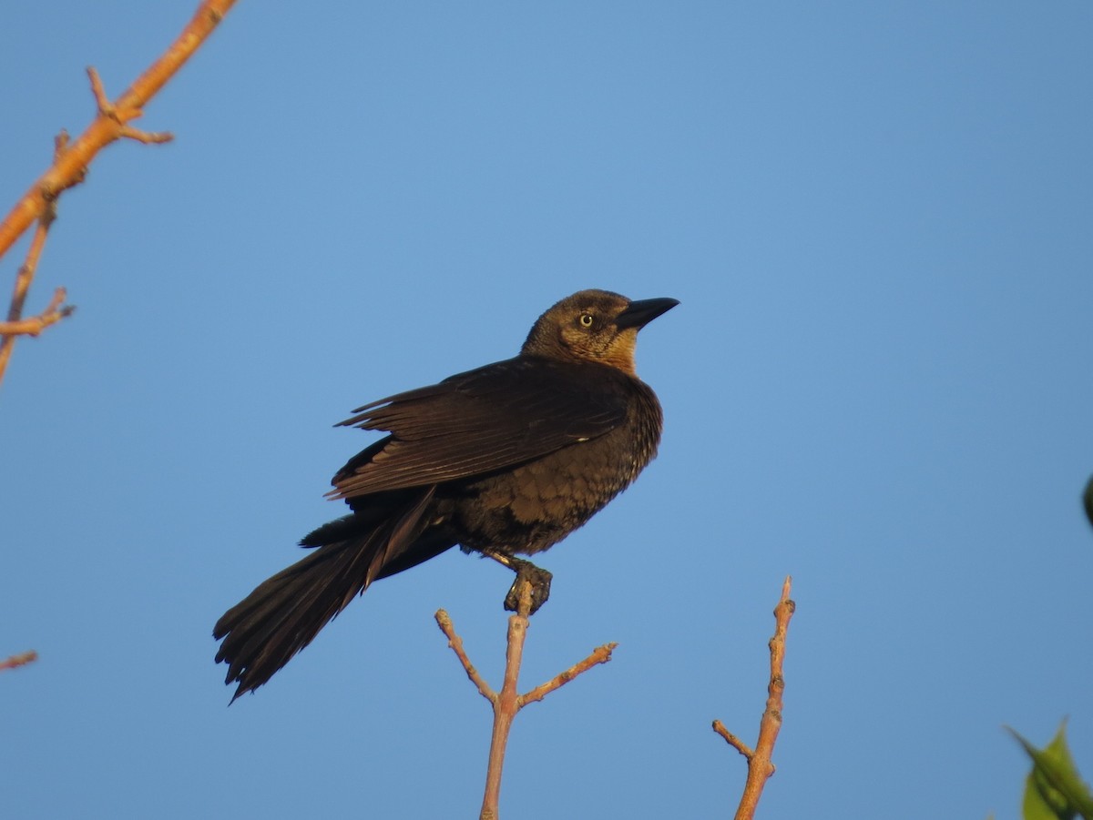Great-tailed Grackle - ML638513036