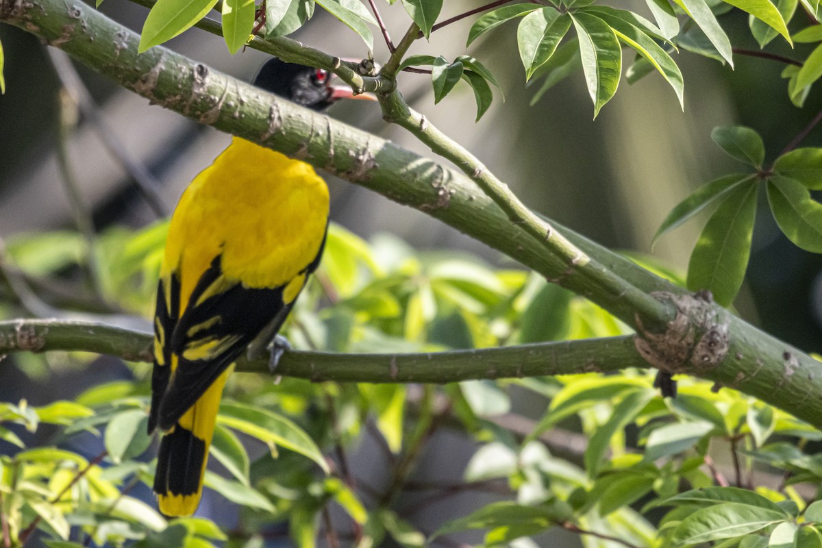 Black-hooded Oriole - ML638513088