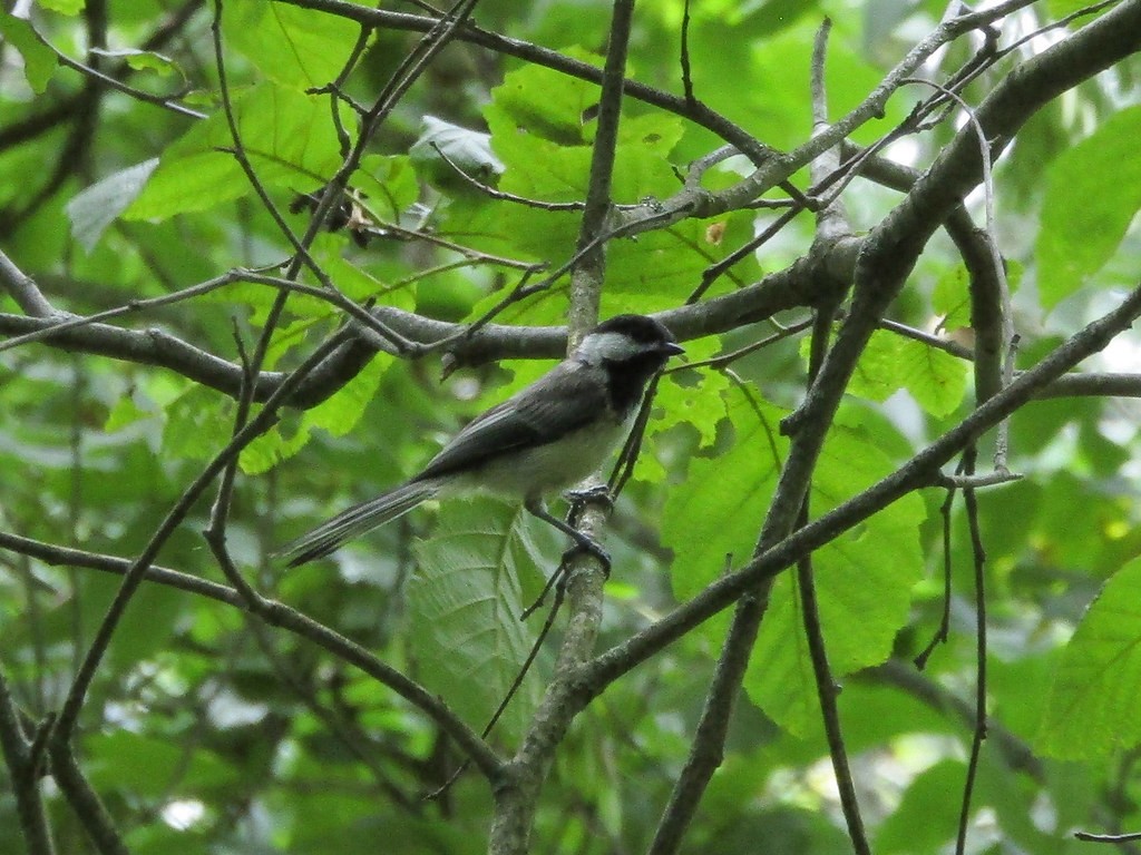 Mésange à tête noire - ML638513089