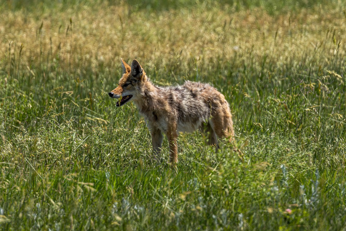 Coyote - ML638513099