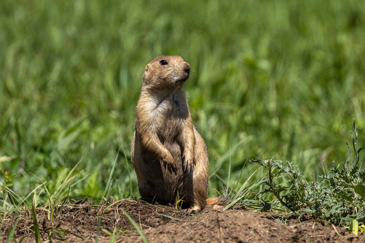 Prairie Dogs - ML638513100