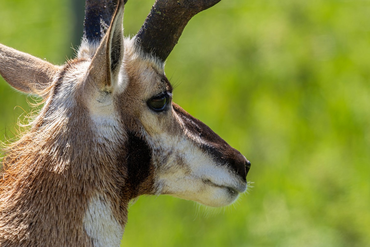 American Pronghorn - ML638513101