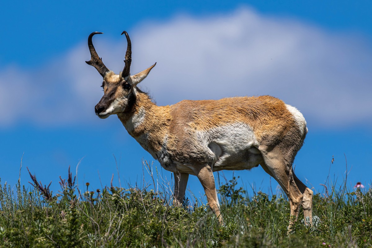 American Pronghorn - ML638513102