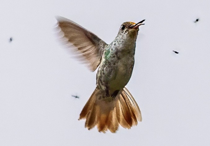 Green-and-white Hummingbird - ML638513111