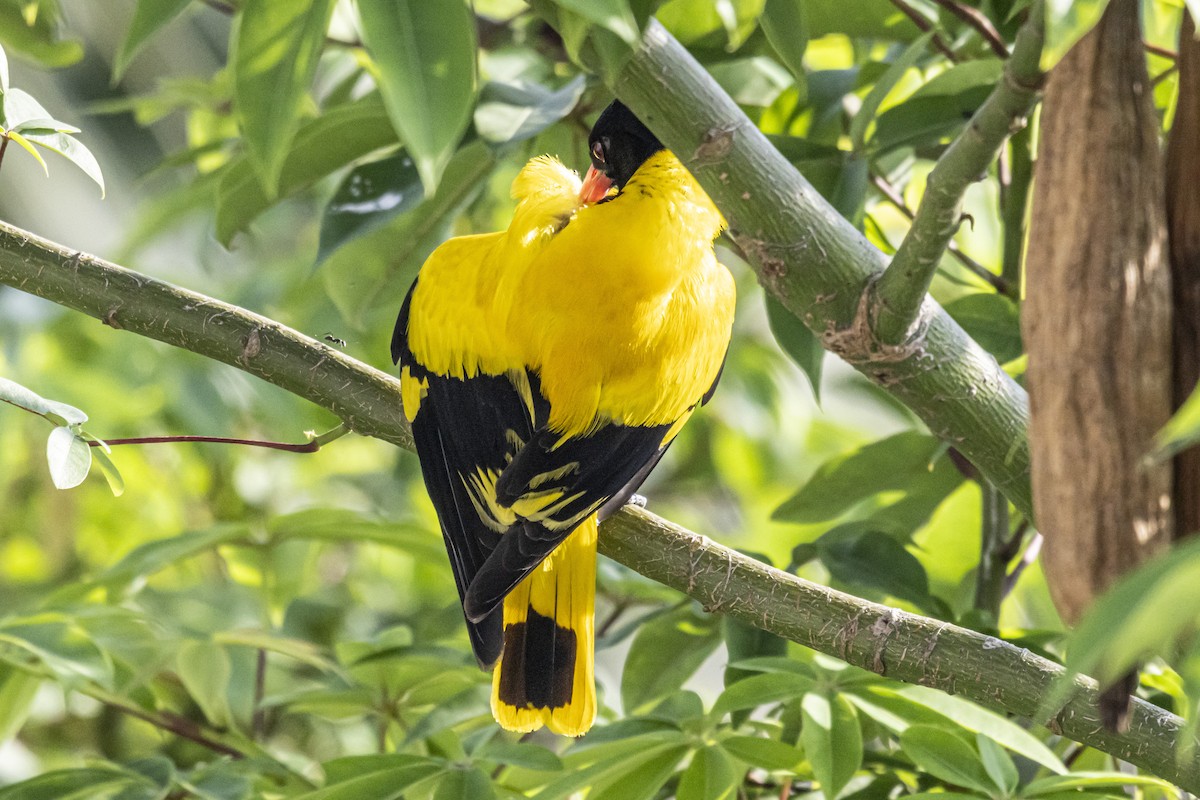 Black-hooded Oriole - ML638513122