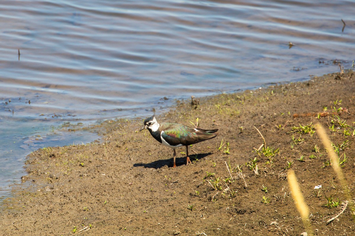 Northern Lapwing - ML638513185