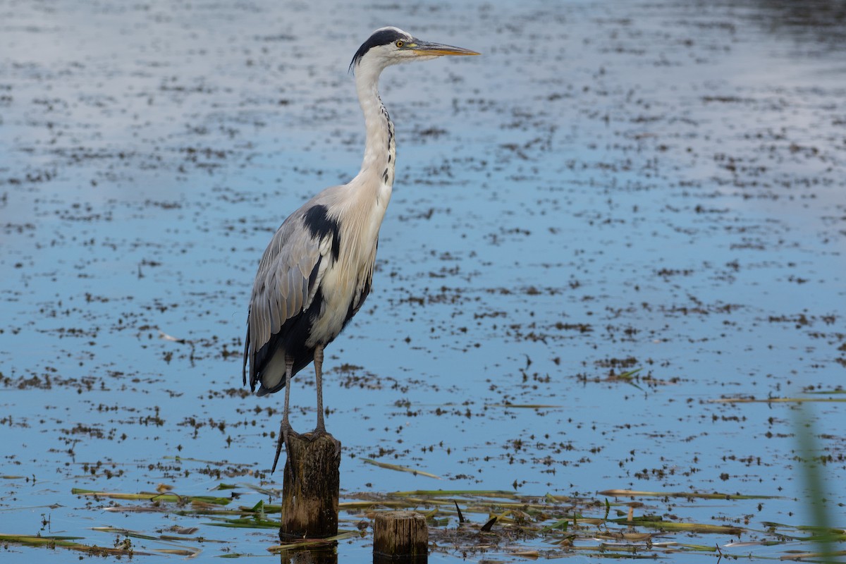 Gray Heron - ML638513188