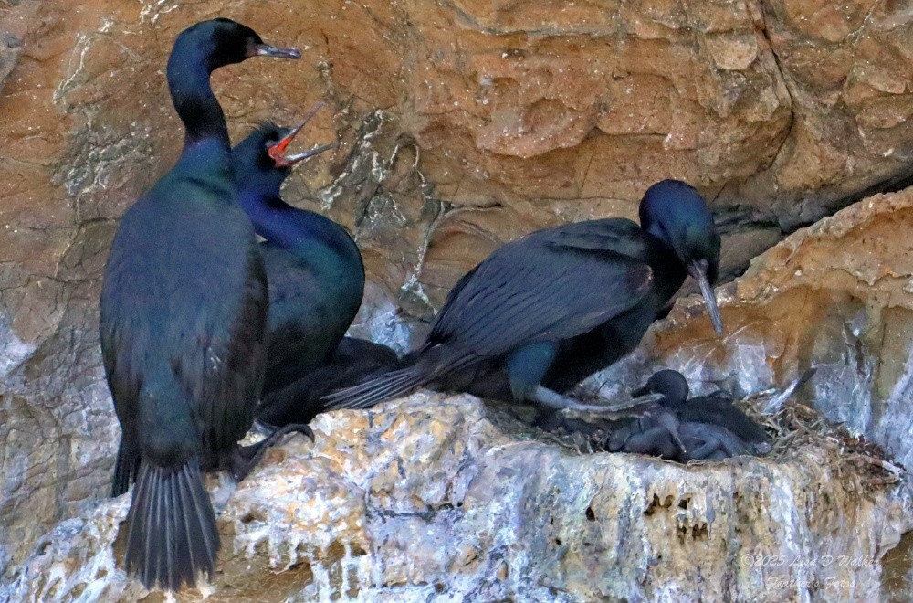 Pelagic Cormorant - ML638513203