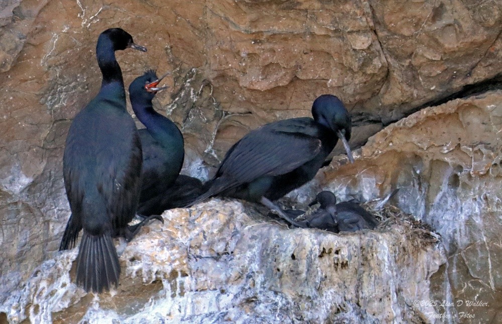 Pelagic Cormorant - ML638513204