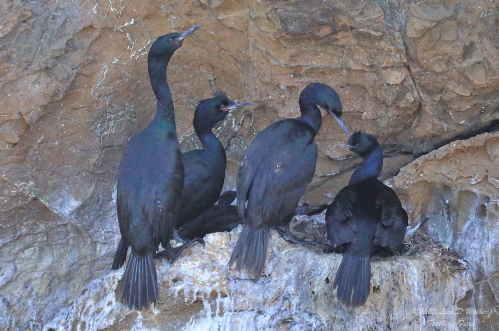 Pelagic Cormorant - ML638513205