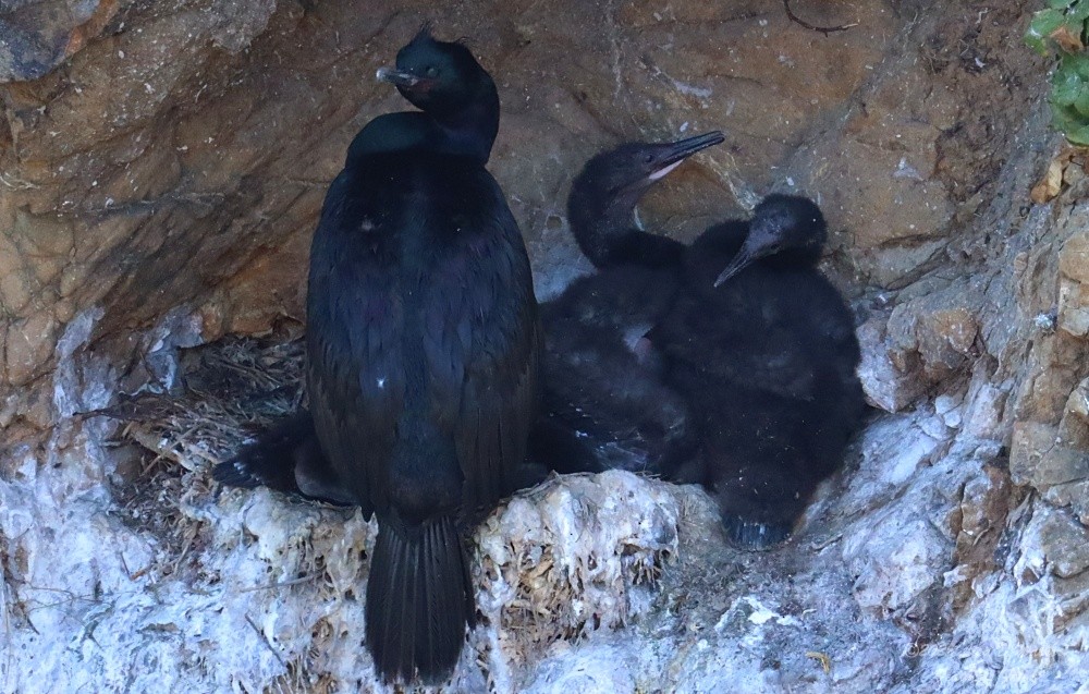 Pelagic Cormorant - ML638513206