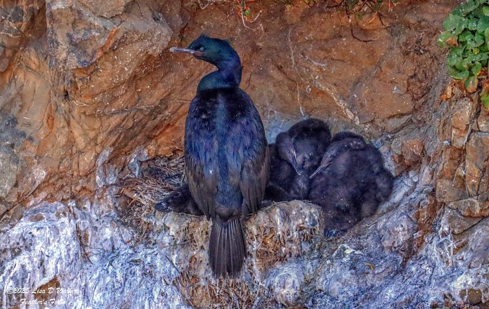 Pelagic Cormorant - ML638513209