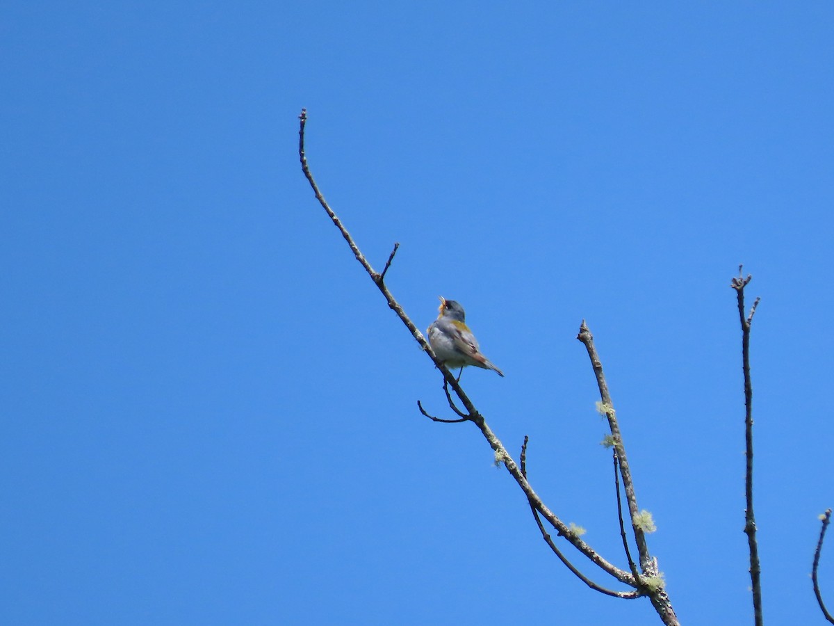 Northern Parula - ML638513216