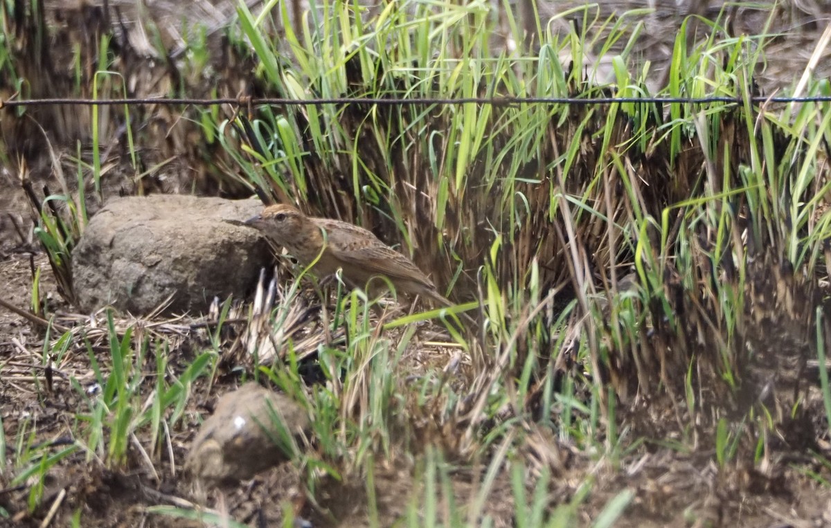 Eastern Clapper Lark - ML638513252