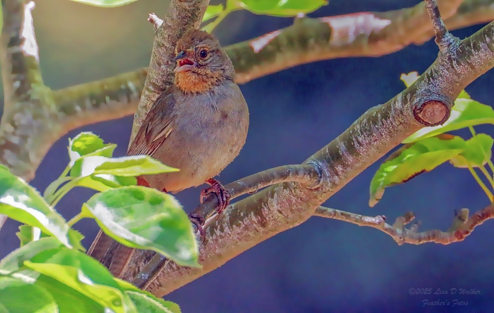 California Towhee - ML638513253